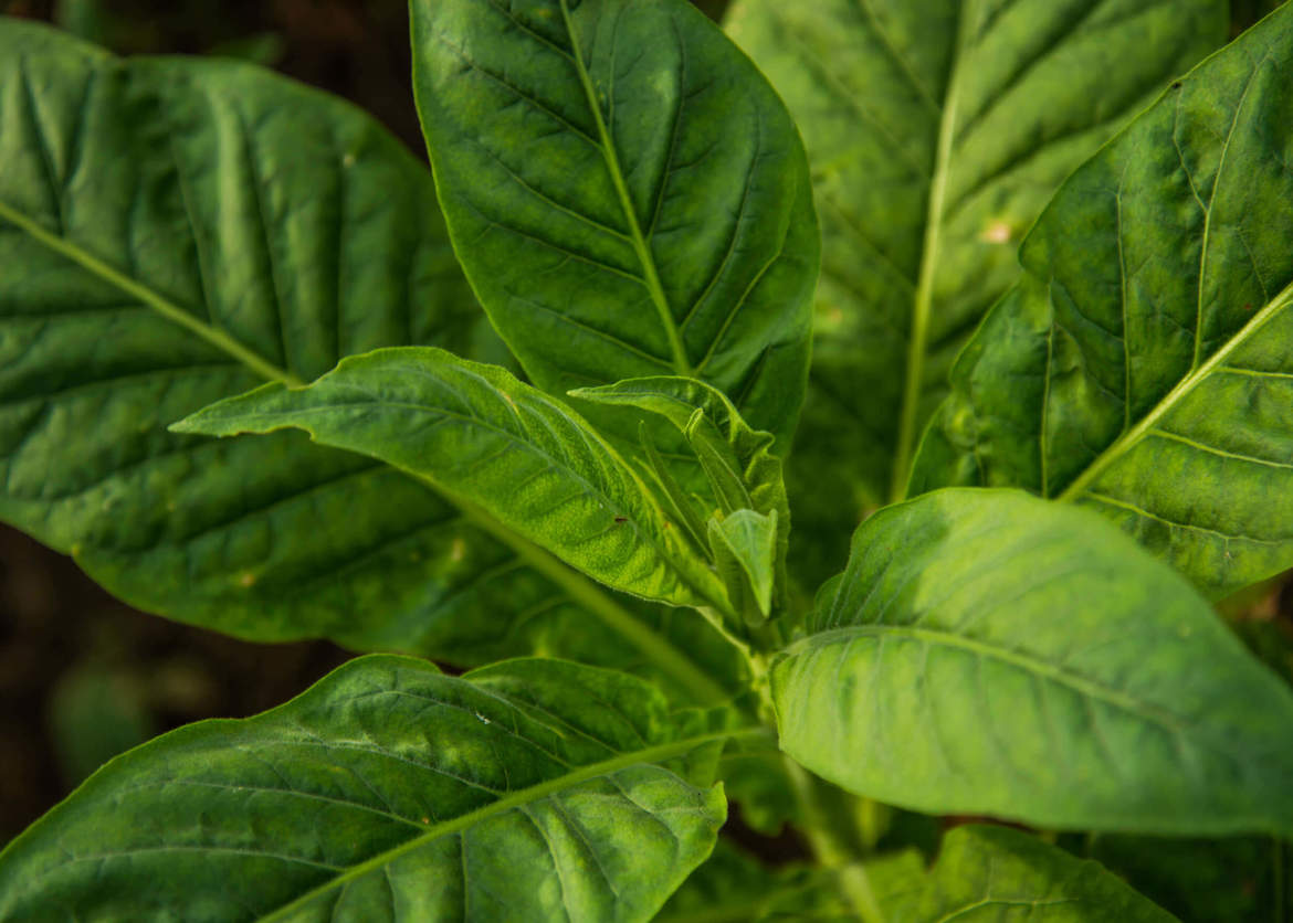 golden state tobacco securitization On 20th Anniversary of State Tobacco…