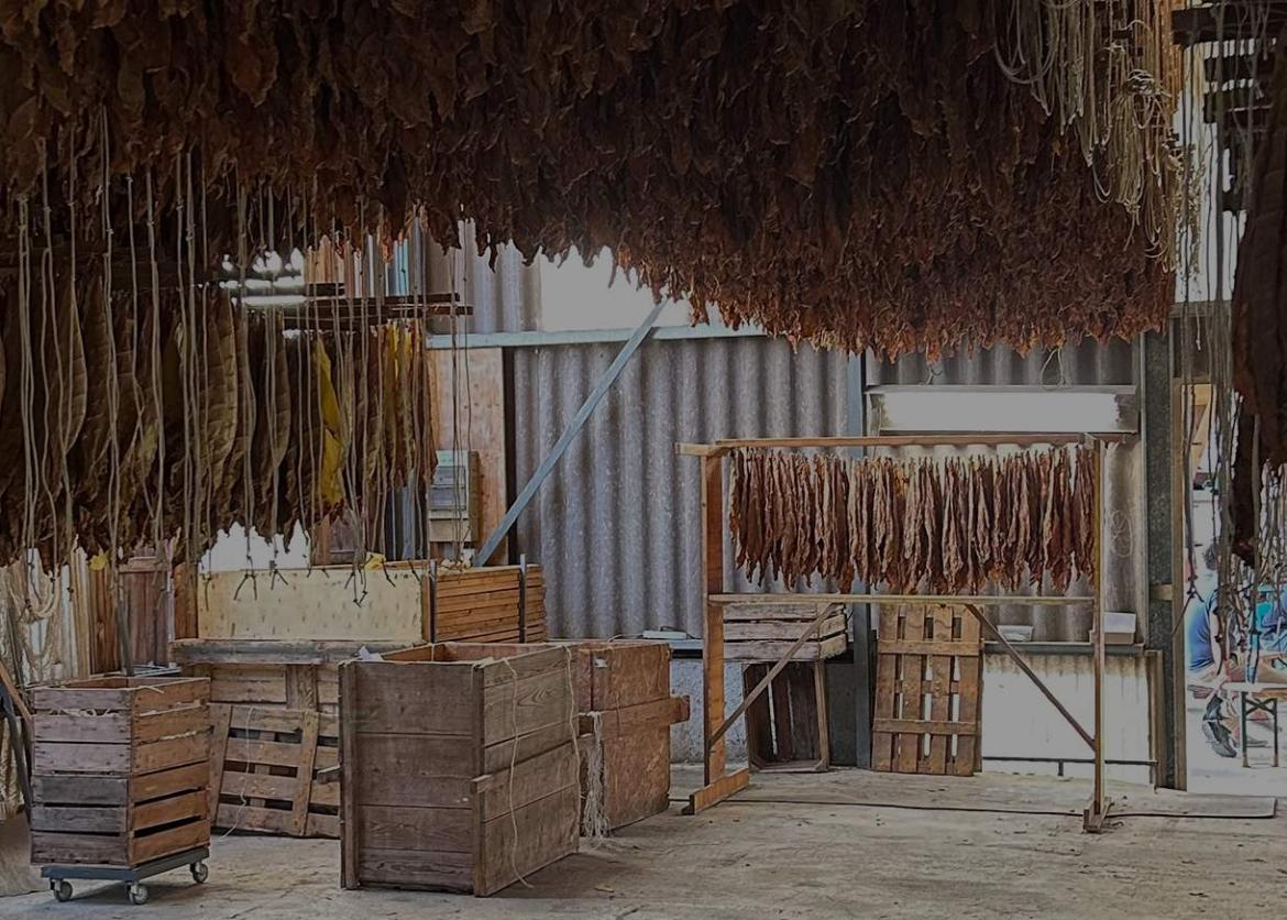 tobacco in switzerland Blog: The VILLIGER team on the trail of Swiss tobacco tobacco in switzerland Blog: The VILLIGER team on the trail of Swiss tobacco